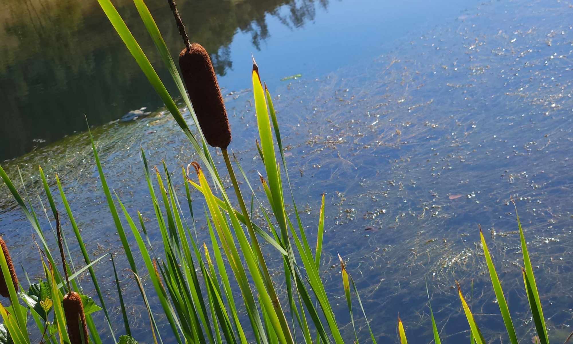 Kärntner Edelkrebse
